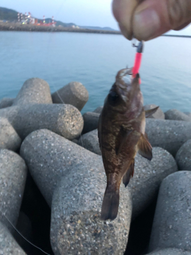 メバルの釣果