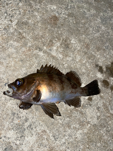 メバルの釣果