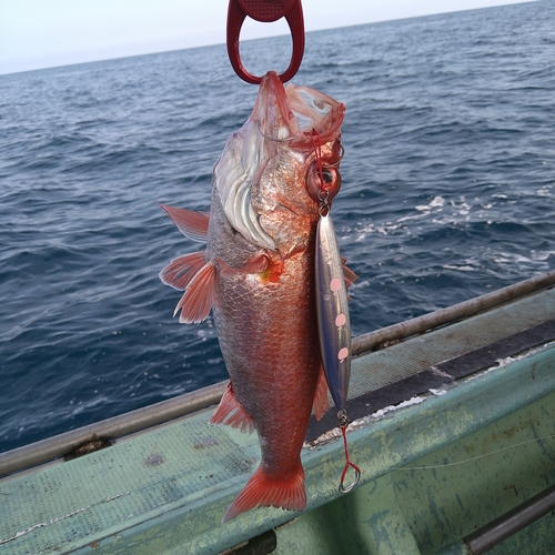 アカムツの釣果