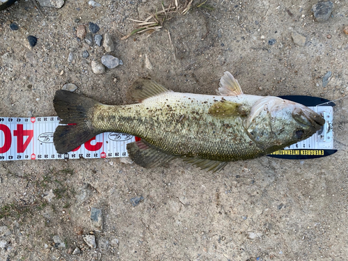 ラージマウスバスの釣果