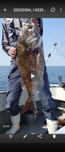 マダイの釣果