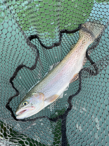 ニジマスの釣果