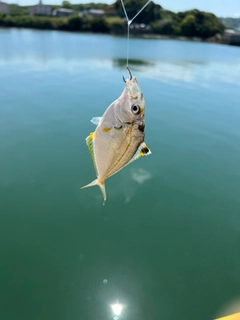 ヒイラギの釣果