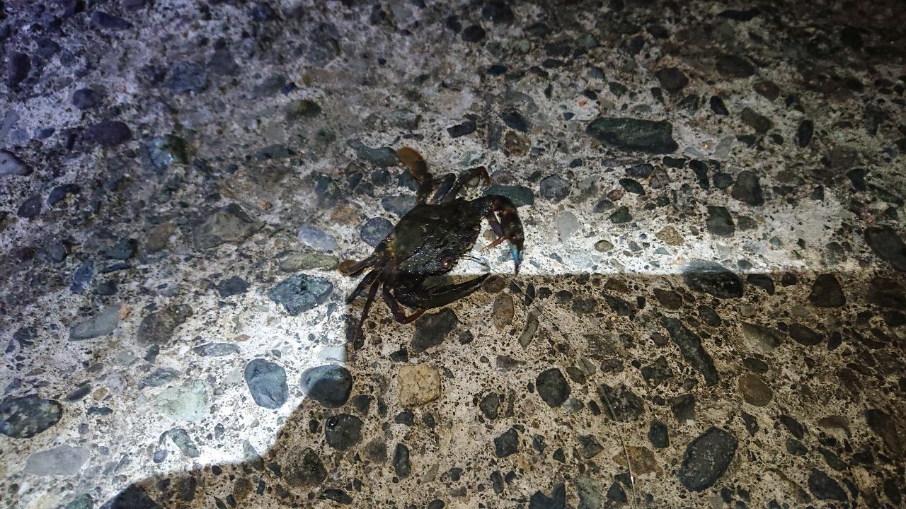 カニ