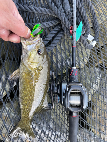 スモールマウスバスの釣果