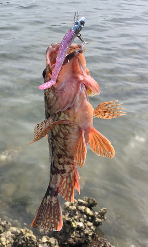 アラカブの釣果