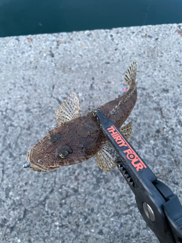 コチの釣果