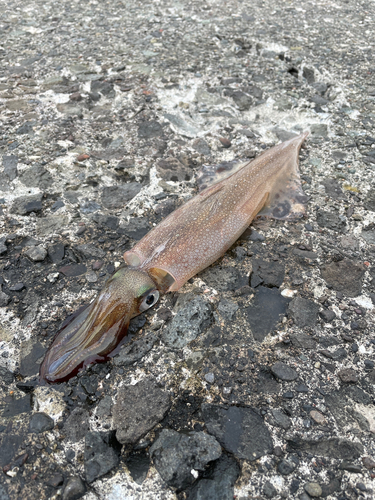 ヤリイカの釣果