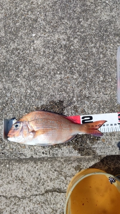 マダイの釣果