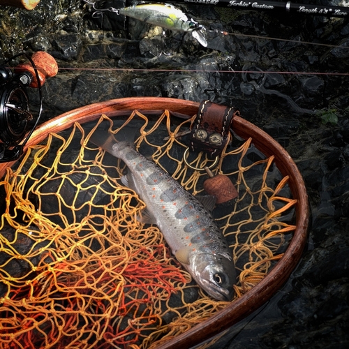 アマゴの釣果