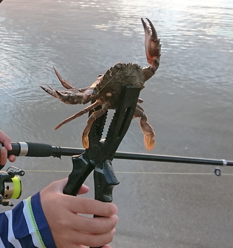 ワタリガニの釣果