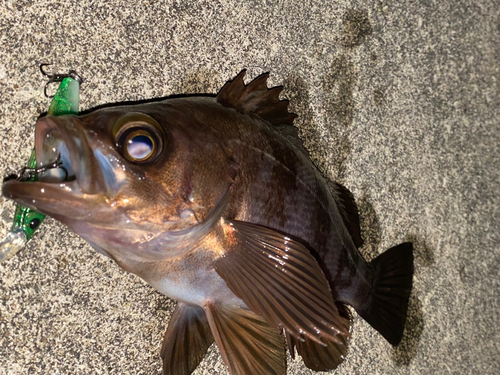 クロメバルの釣果