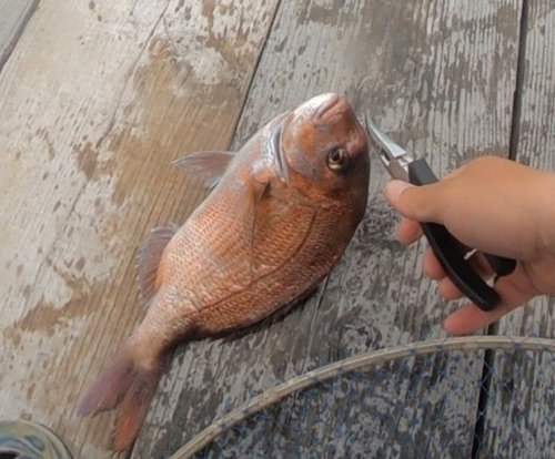 ヒラマサの釣果