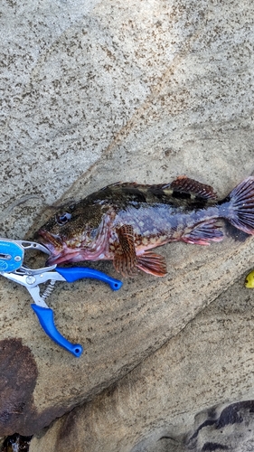 アラカブの釣果