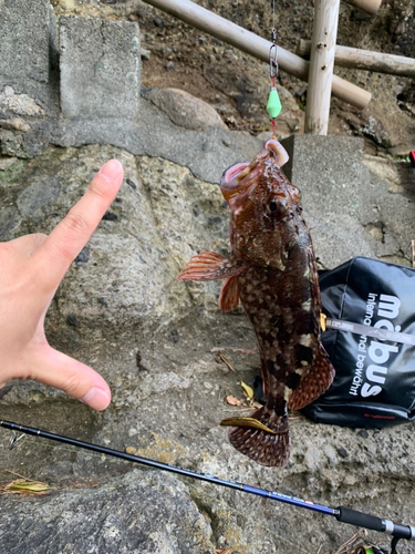 カサゴの釣果