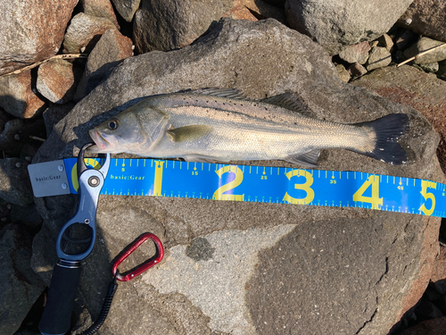 シーバスの釣果