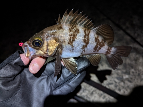 メバルの釣果