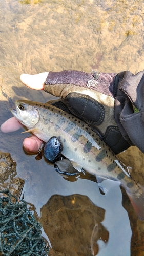 ヤマメの釣果