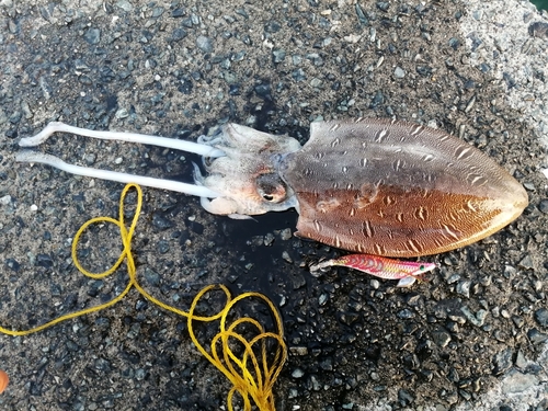 モンゴウイカの釣果