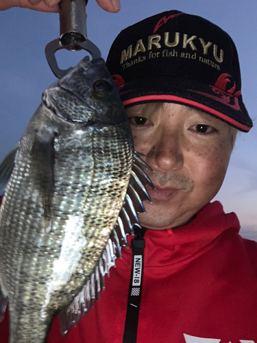 クロダイの釣果