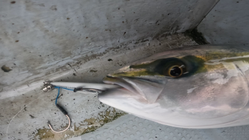 メジロの釣果