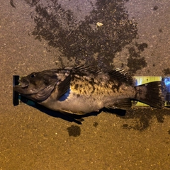 クロソイの釣果