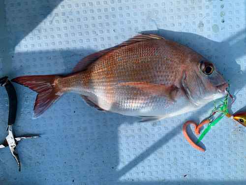 タイの釣果