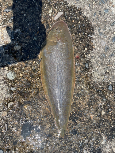 シタビラメの釣果