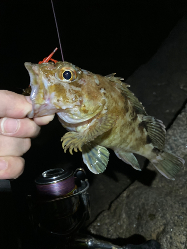 カサゴの釣果