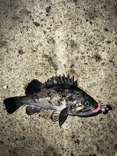 クロソイの釣果