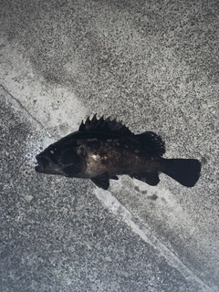 クロソイの釣果
