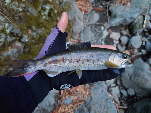 アマゴの釣果