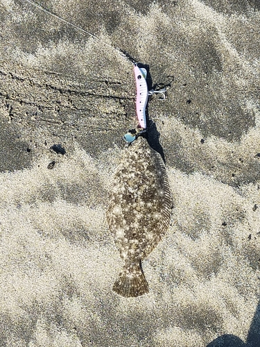 ヒラメの釣果