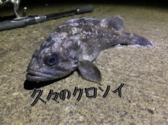 クロソイの釣果