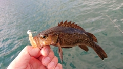 エゾメバルの釣果