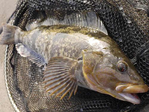 アイナメの釣果