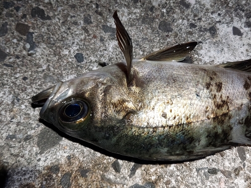 アオメバルの釣果