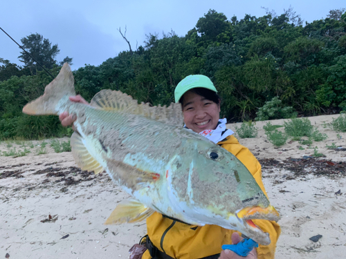 ムネアカクチビの釣果