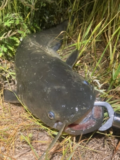 ナマズの釣果