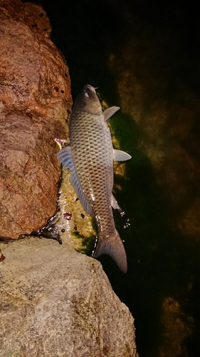 コイの釣果