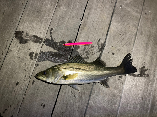 シーバスの釣果