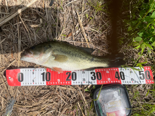 ラージマウスバスの釣果