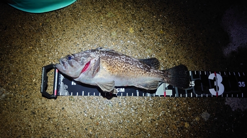 クロソイの釣果