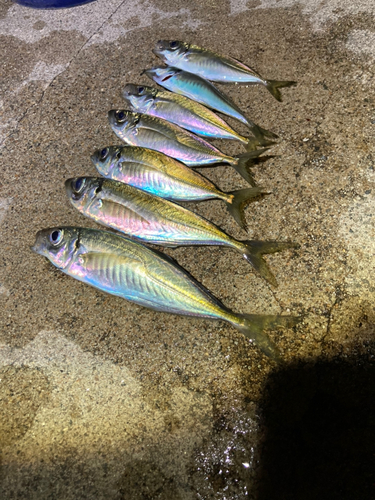 アジの釣果