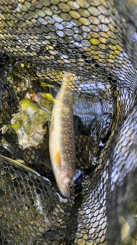 イワナの釣果