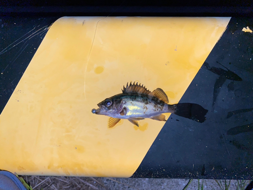 シロメバルの釣果