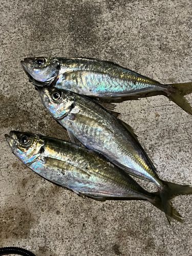 アジの釣果