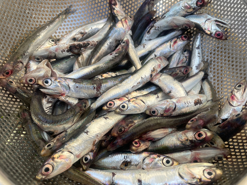 サバの釣果