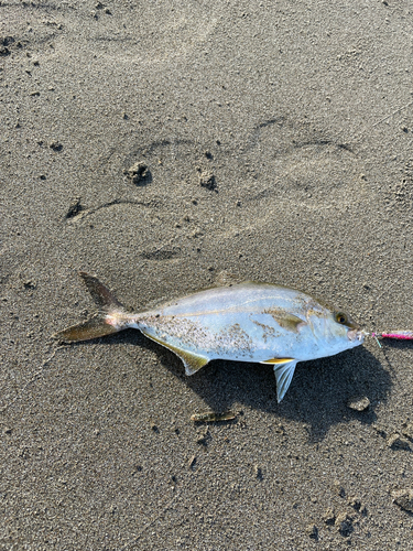 ショゴの釣果