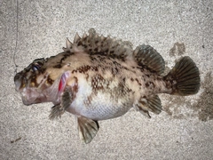 オウゴンムラソイの釣果